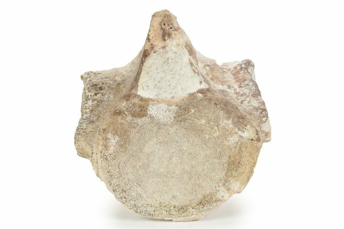 Fossil Plesiosaur (Thililua?) Vertebra - Asfla, Morocco #240955